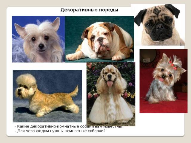Породы собак маленьких размеров: названия и фотографии