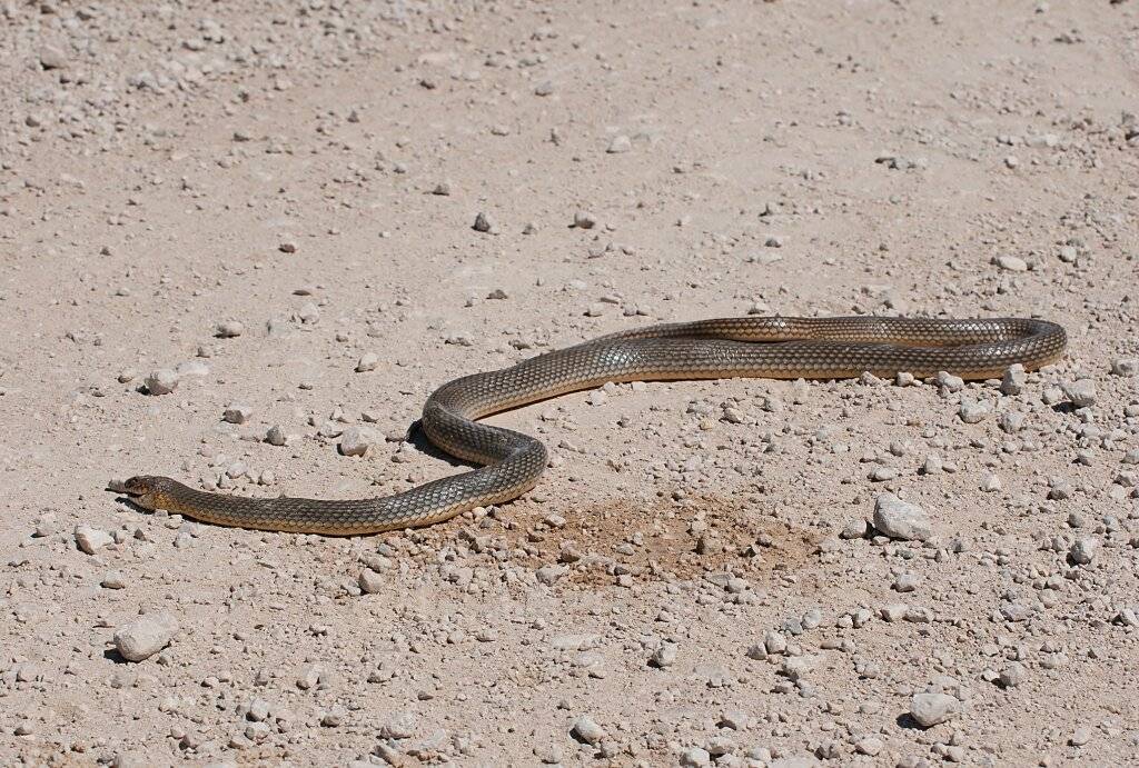 Змея-стрела: описание вида и его особенности