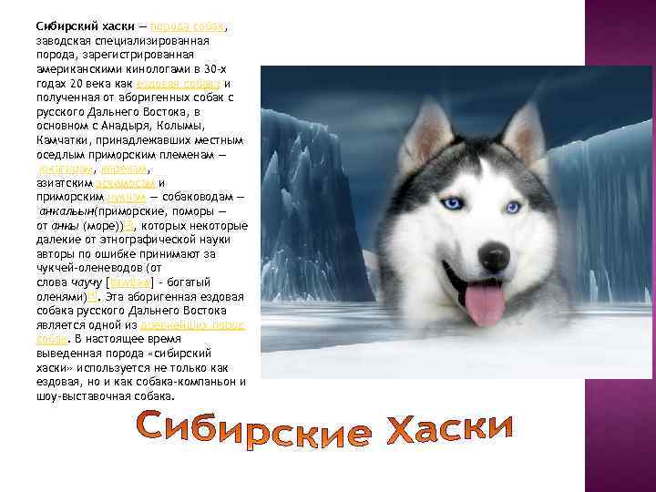 Сибирский хаски описание, плюсы и минусы, выбор щенка, питомники.