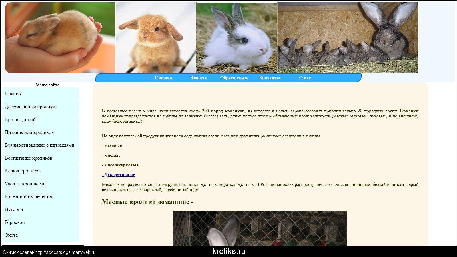 Карликовый кролик: уход и содержание в домашних условиях, отзывы, размеры, виды, продолжительность жизни, внешность и фото