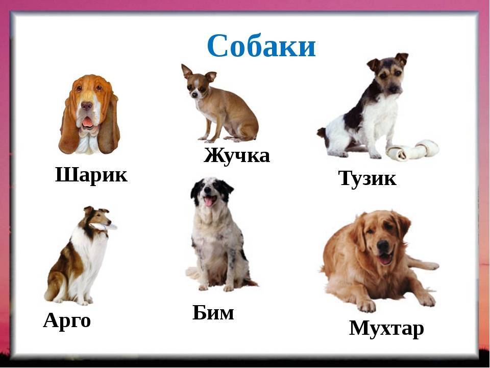 Имена для собак мальчиков: алфавитная подборка, рекомендации