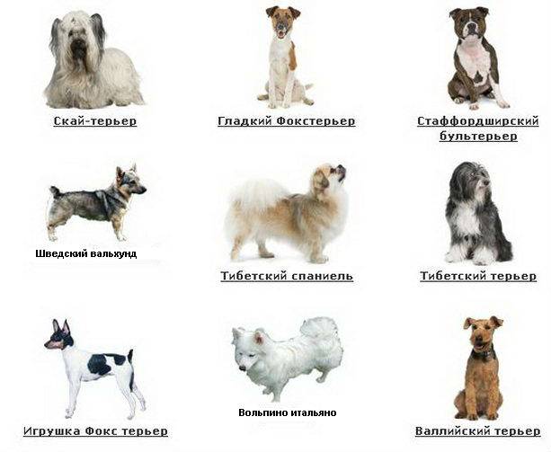 Маленькие породы собак - фото и названия, каталог декоративных собак