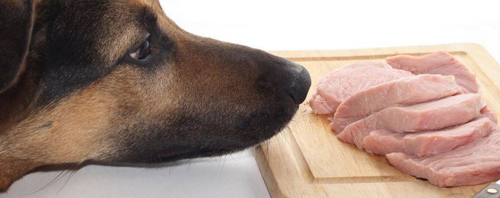 Можно ли кормить собаку сырым мясом: гипоаллергенное, давать