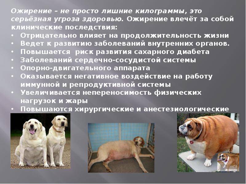 Самые большие собаки в мире фото - pet-mir.ru