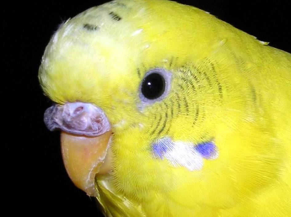 Липома, ксантома и гематома у попугая