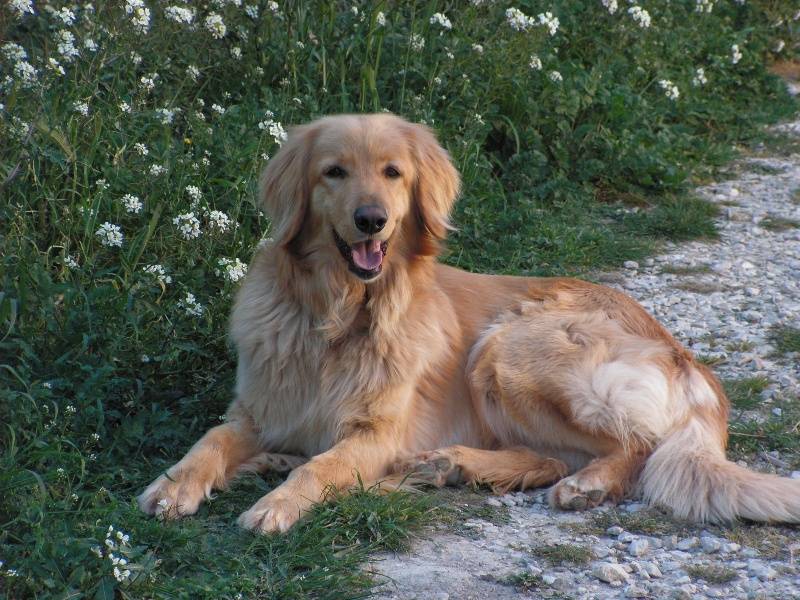Собака ховаварт (55 фото): порода собак на урале, умный пес, какие щенки, описание, видео