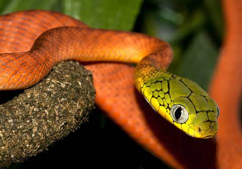 Змея зеленая бойга, ареал обитания, внешний вид, описание