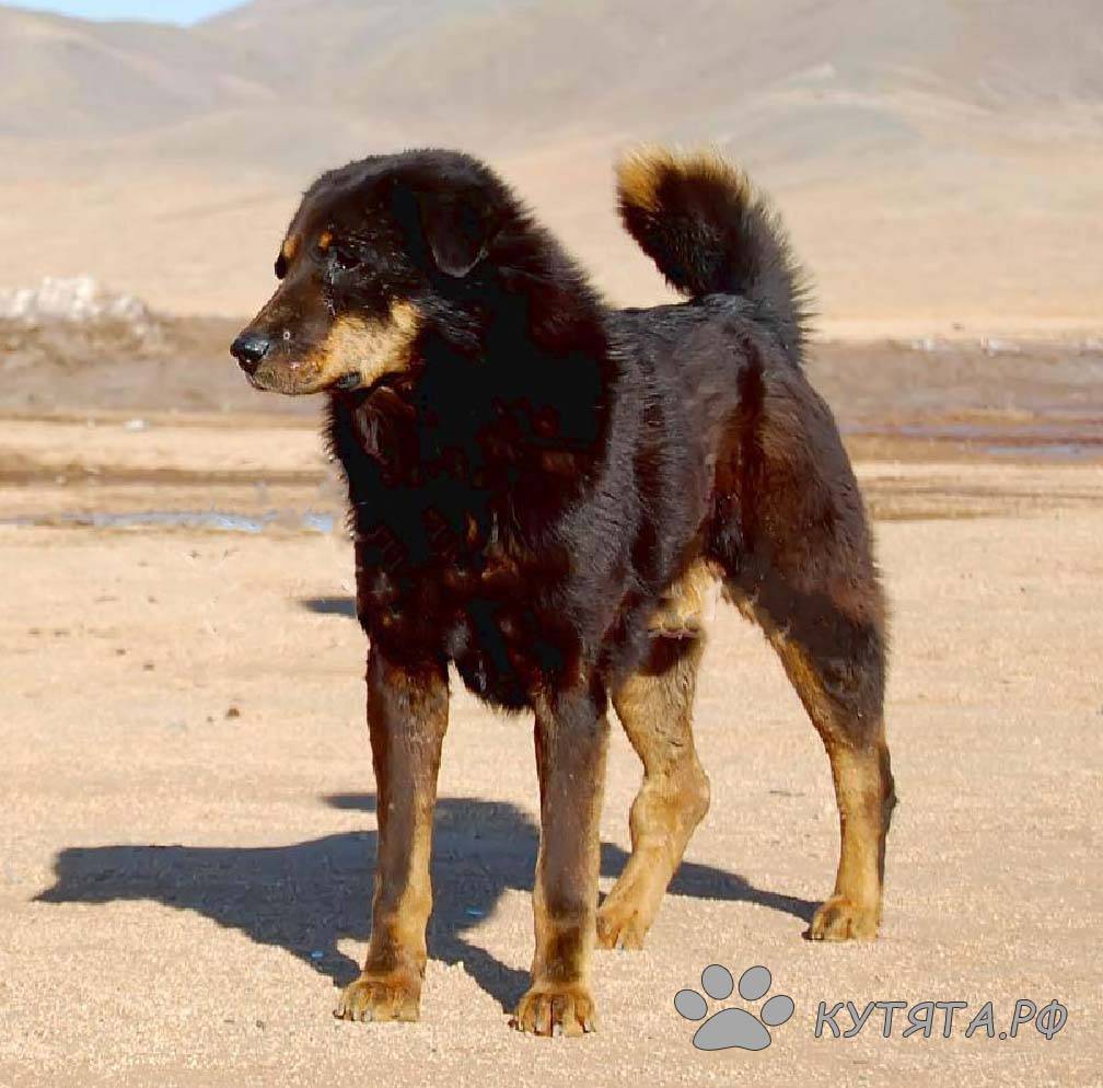 Монгольская овчарка банхар - фото, характеристика и описание породы