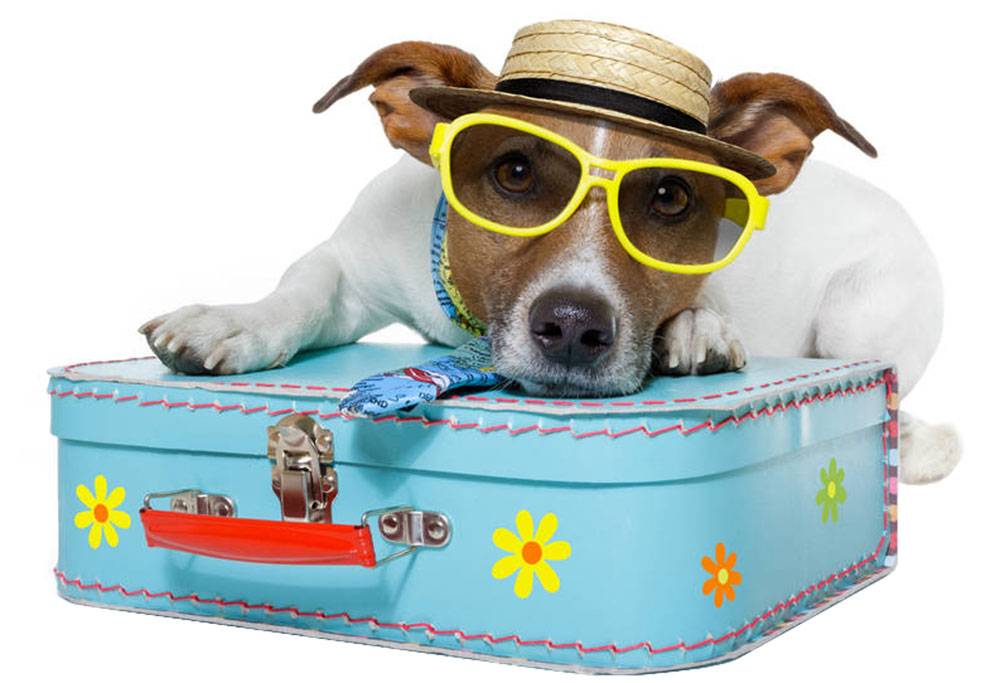 Где оставить собаку на время отпуска: все возможные и варианты