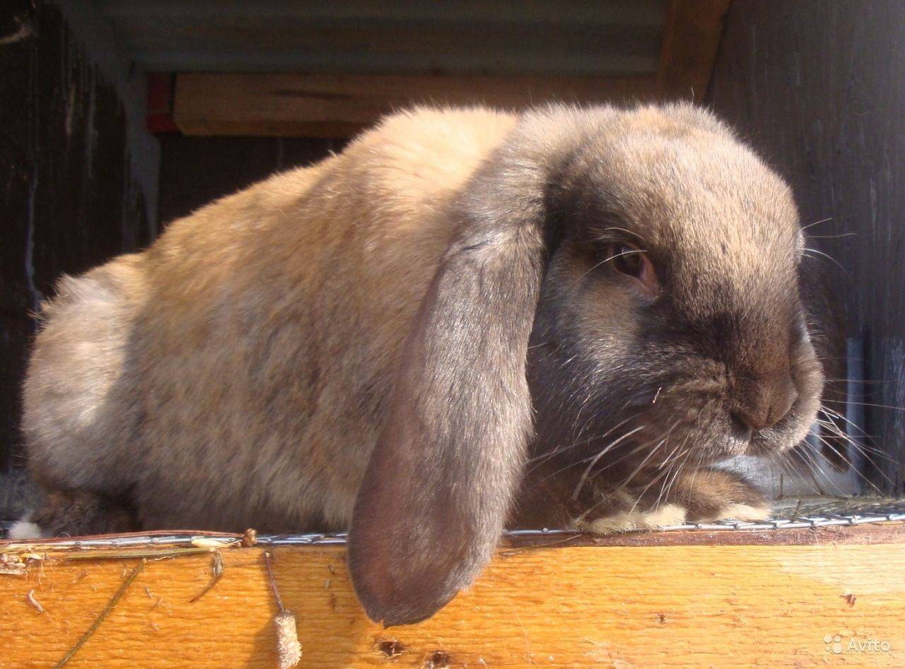 Подробные характеристики кроликов французский баран: разведение породы