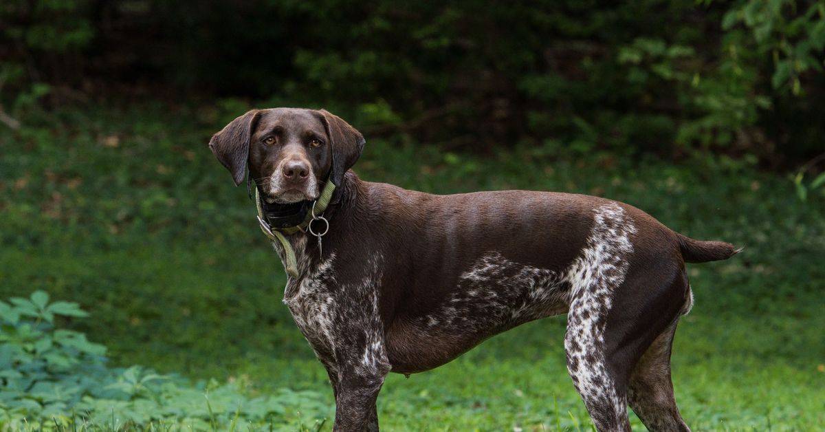 12 лучших легавых пород собака: фото, описание и стоимость