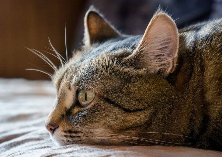 Что делать, чтобы кошка не скучала в одиночестве: советы эксперта
