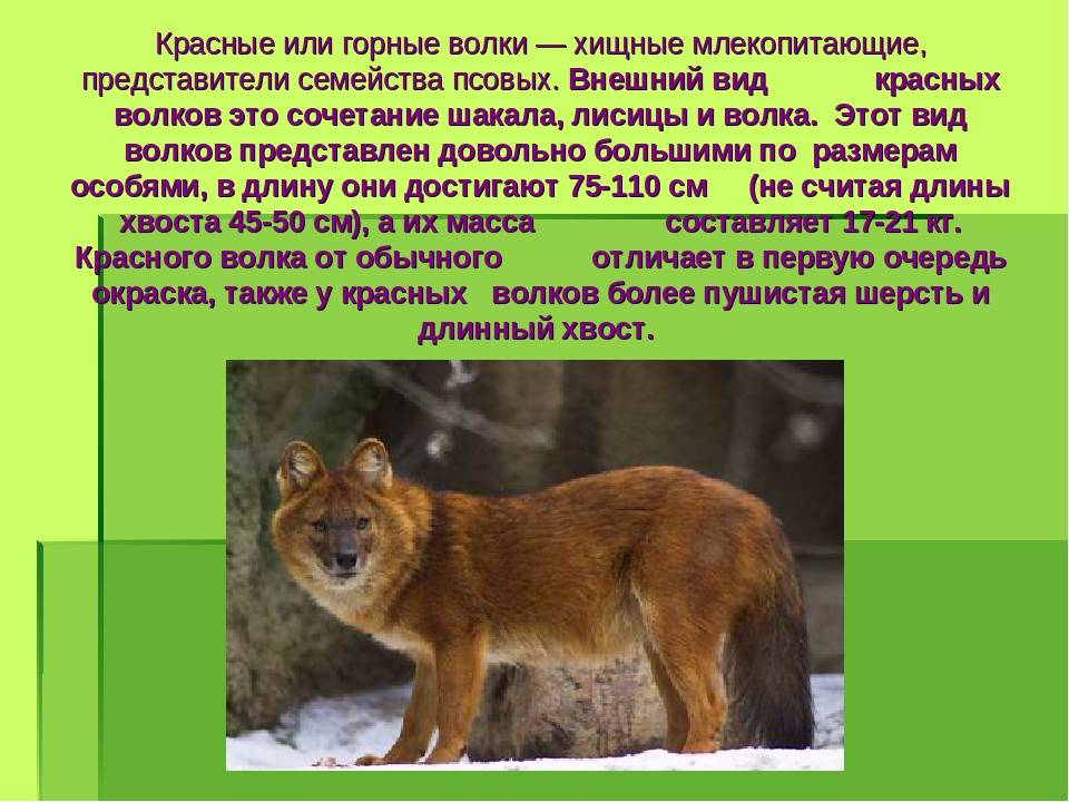 Красный волк или горный вид: внешний вид и образ жизни