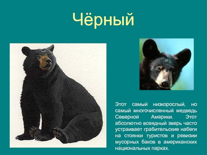 Виды медведей. описание, названия и особенности медведей