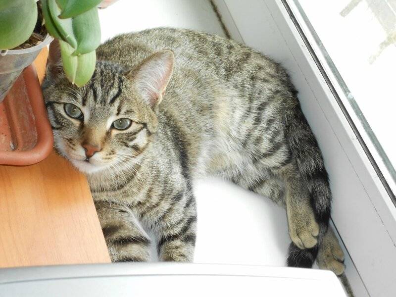 Кошачья память: что и как долго помнит кот? - gafki.ru