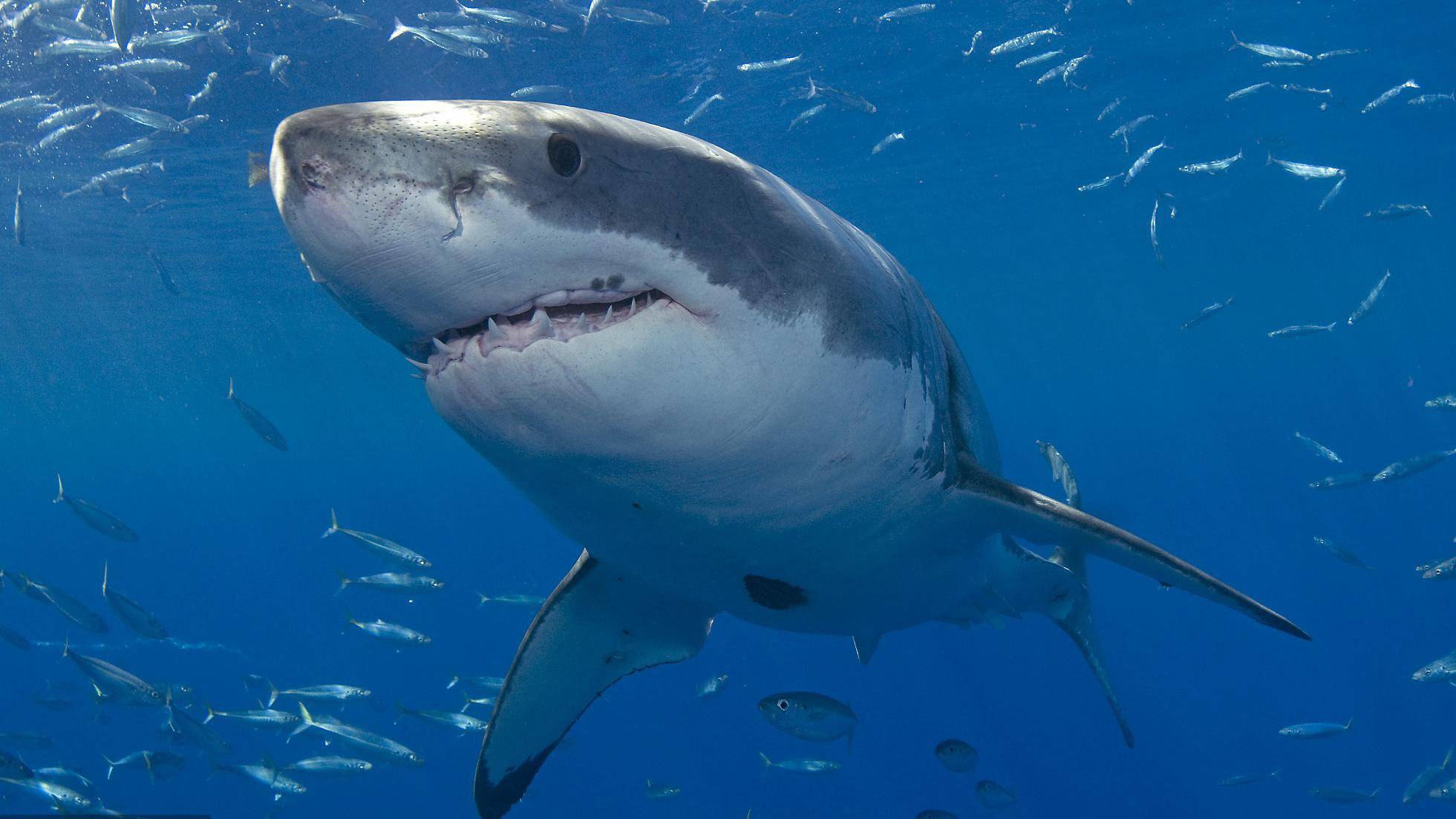 Самая опасная акула в мире убивающих людей: виды