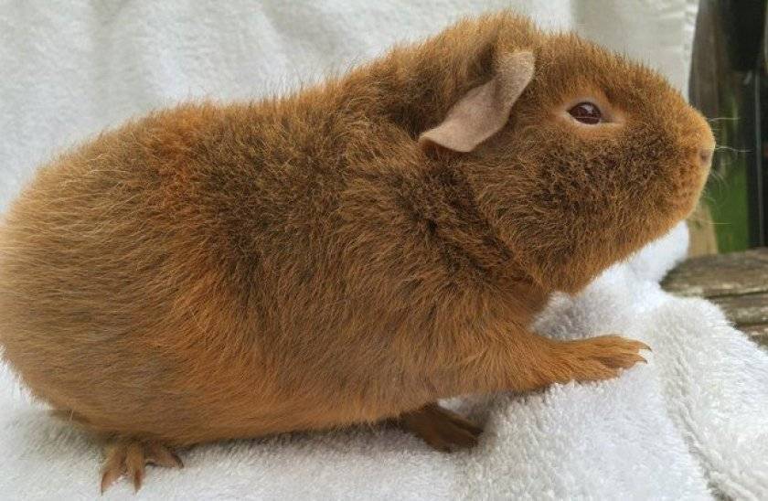 морская свинка тедди агути. морская свинка тедди. морская свинка тедди крестед. морские свинки породы американский тедди. морская свинка тедди крестед.