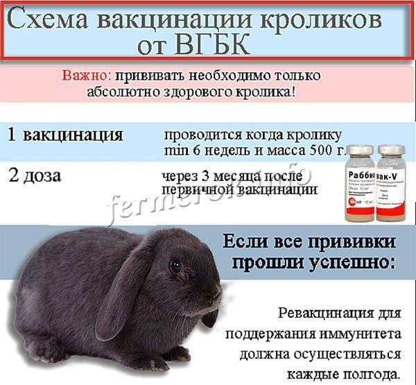Какие делают прививки для декоративных кроликов?