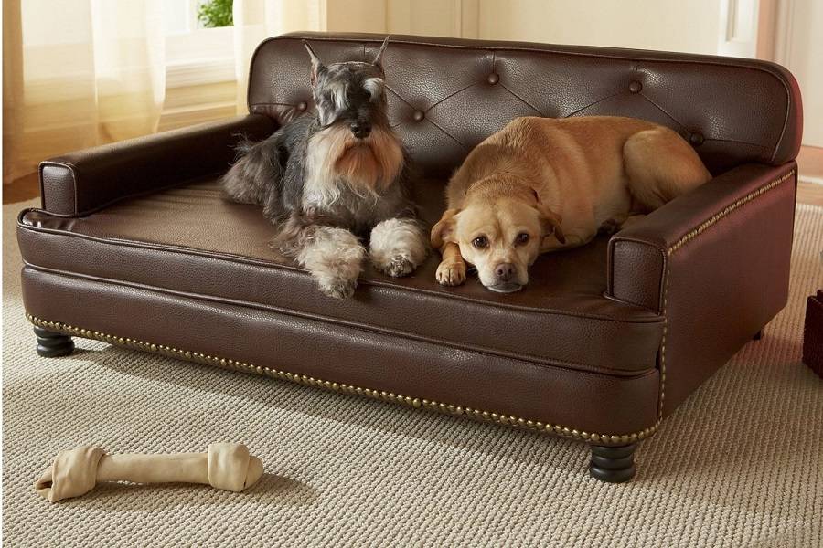 Почему собака писает на диван или кровать – и как ее отучить от этого?