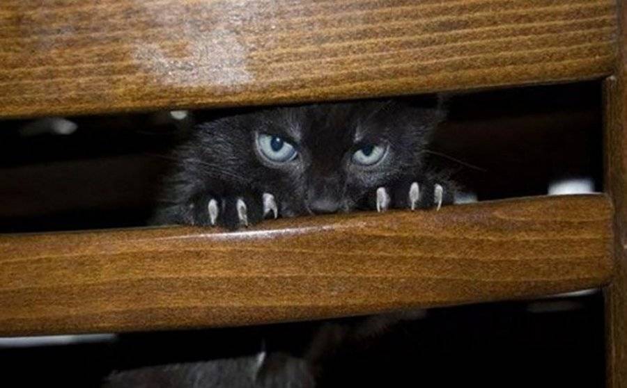 Почему коты, кошки и котята прячутся в темных местах