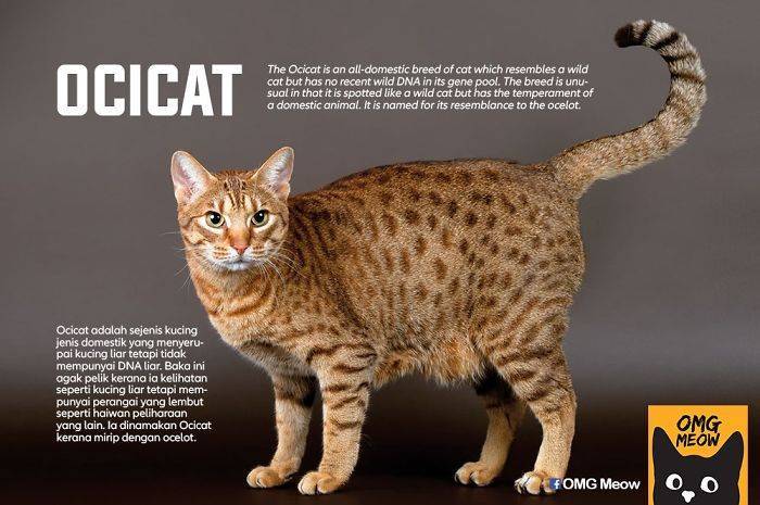 Самая большая кошка в мире и крупные породы с фото с названиями