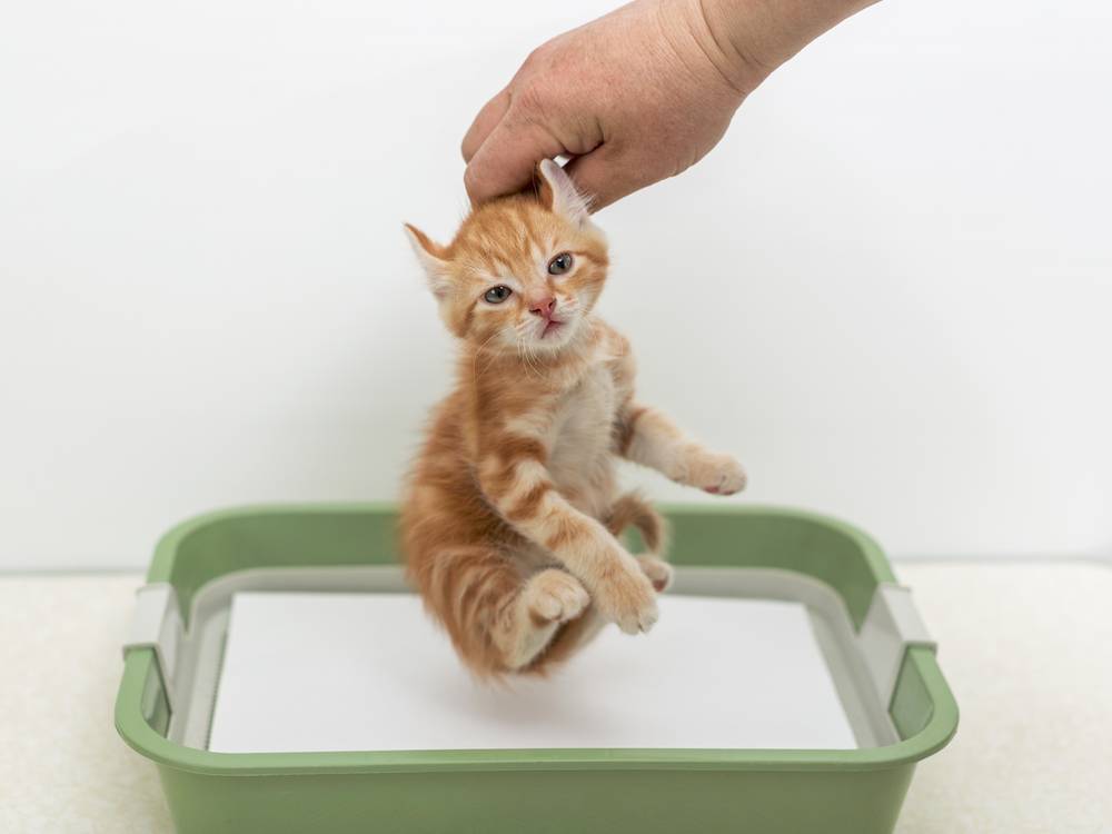6 причин почему кошки ходят за хозяином в туалет