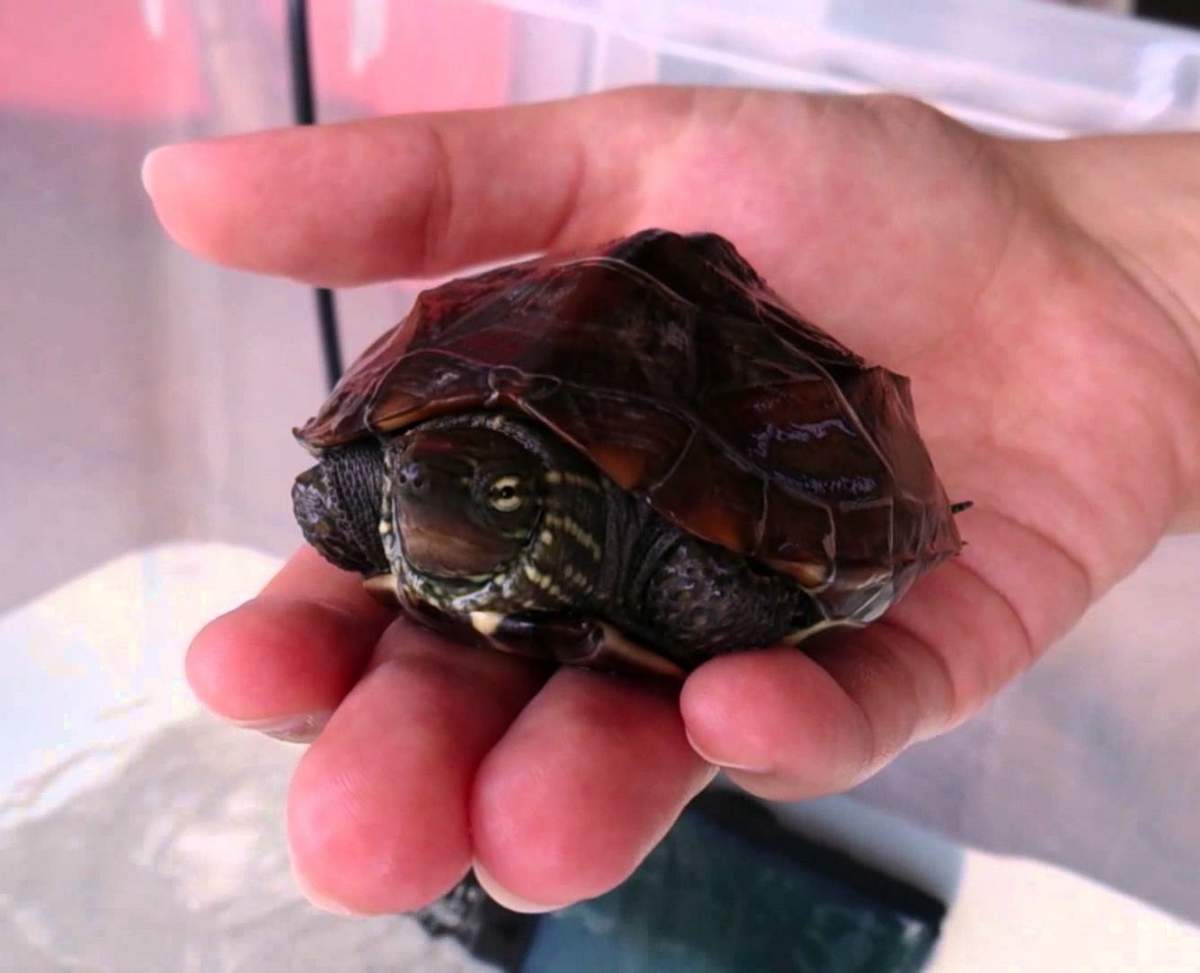 Черепаха рост. Красноухая черепаха. Маленькие черепахи. Водные черепахи. Черепашки домашние.