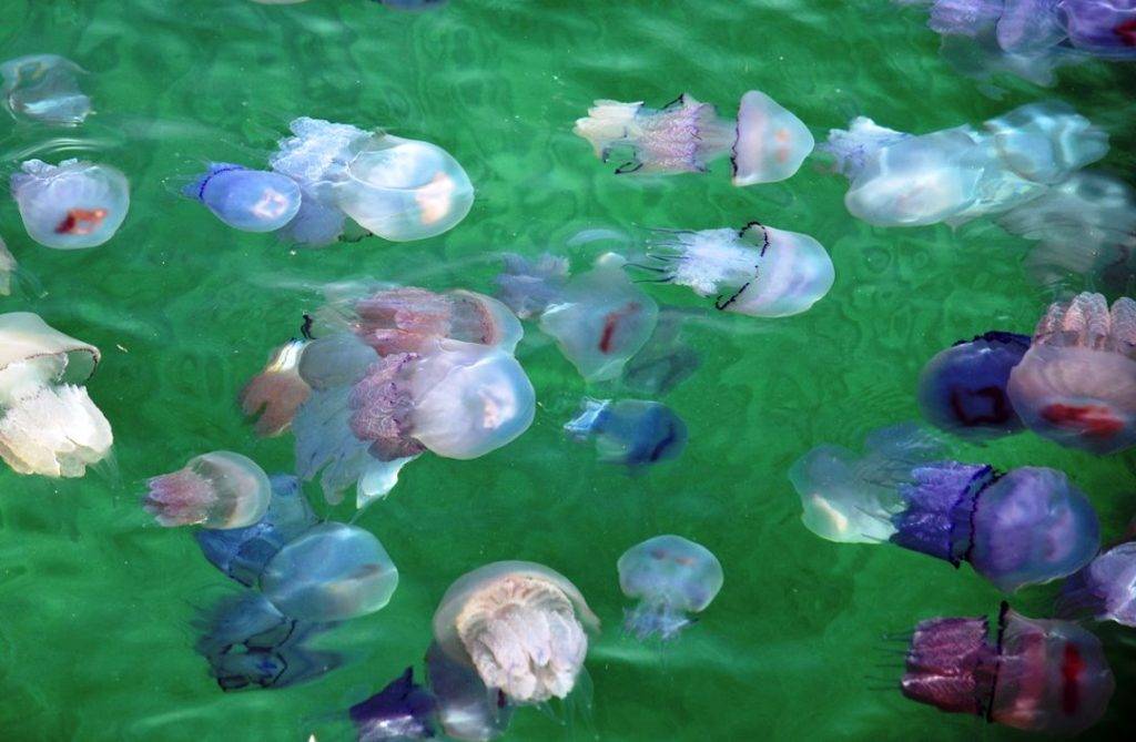 Опасны ли медузы черного моря?