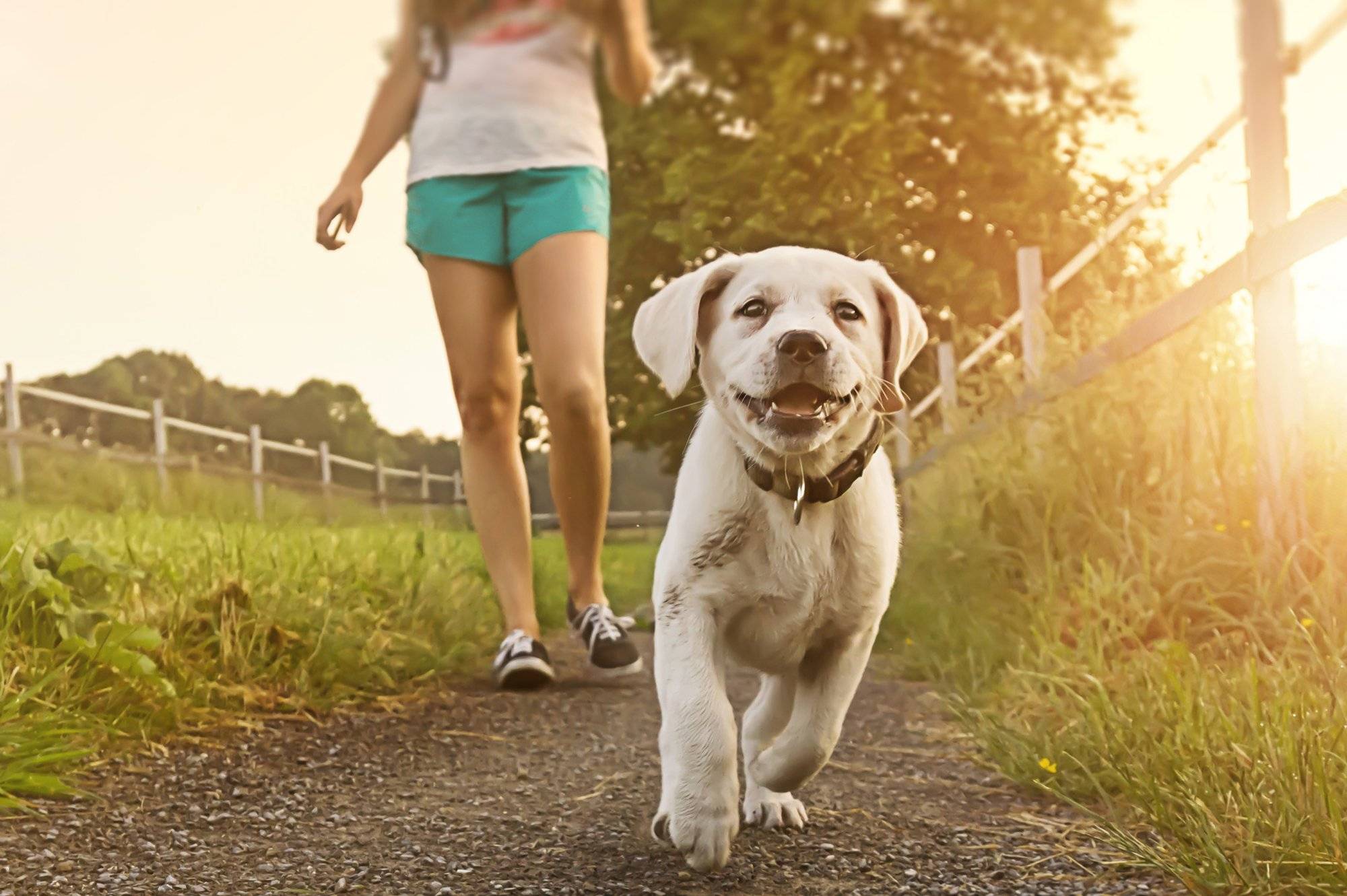 Сколько времени нужно гулять с собакой и как правильно это делать с поводком