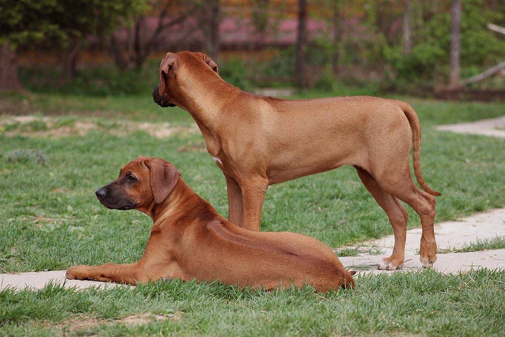 Родезийский риджбек: характеристика породы, стандарт, фото | все о собаках
