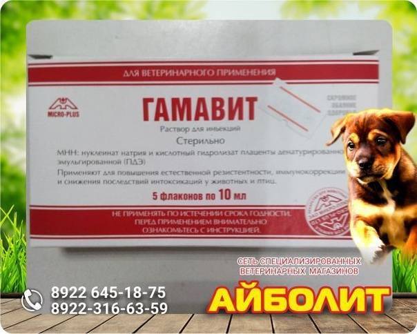 Гамавит для собак – поддержка иммунитета