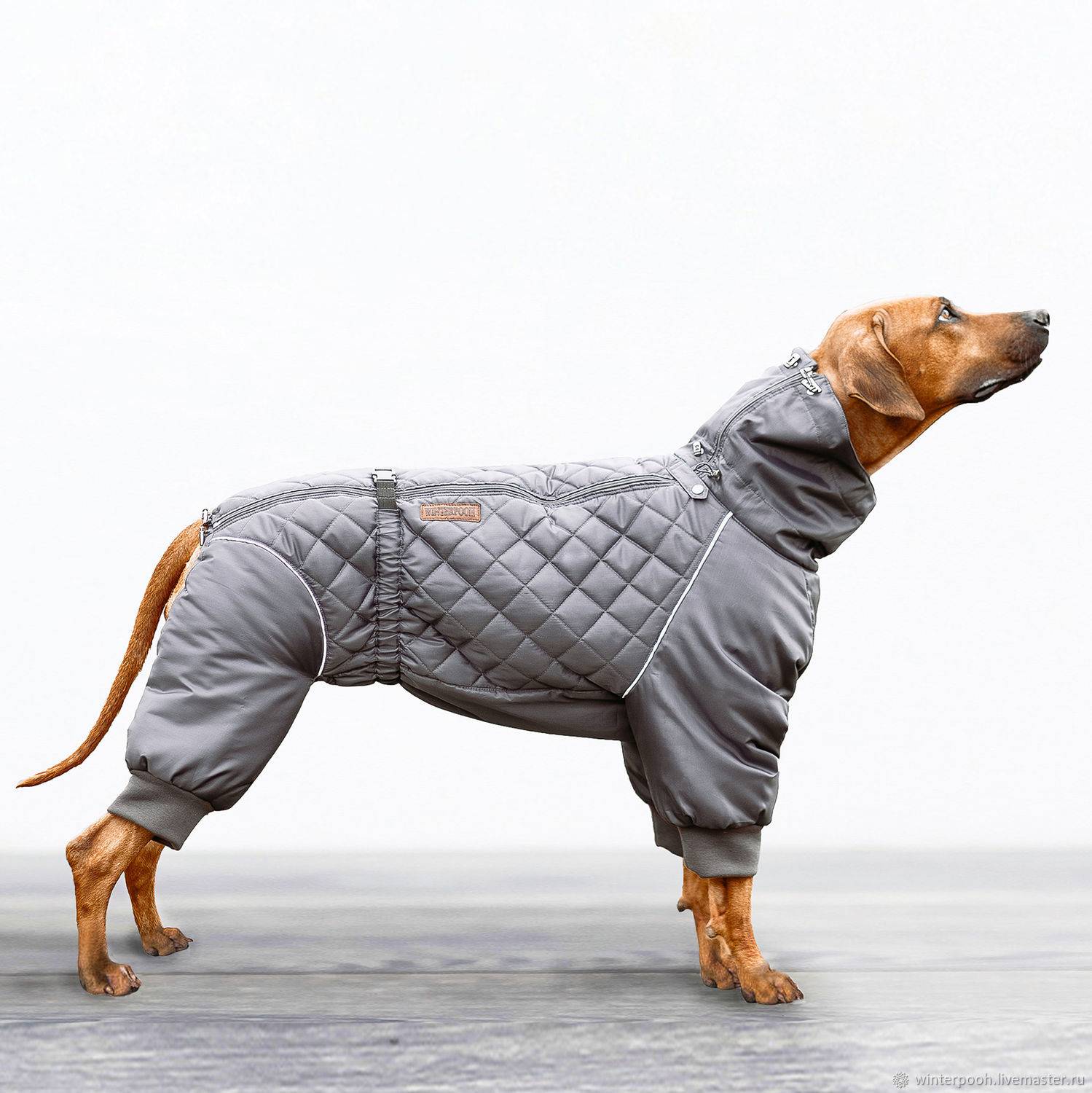 Размеры одежды для собак — как правильно определить