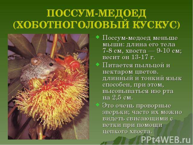 Поссумы-медоеды википедия