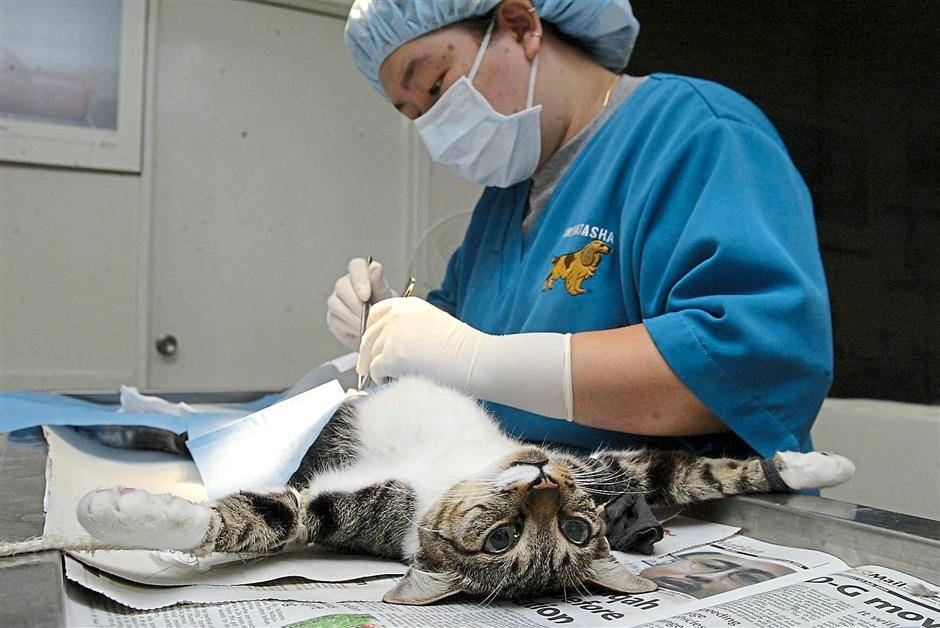 Где можно сделать бесплатную стерилизацию кошки: сколько стоит процедура