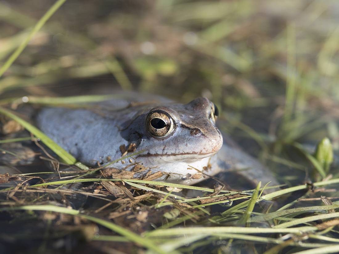 Лягушка травяная. травяная лягушка: описание, фото, места обитания, образ жизни