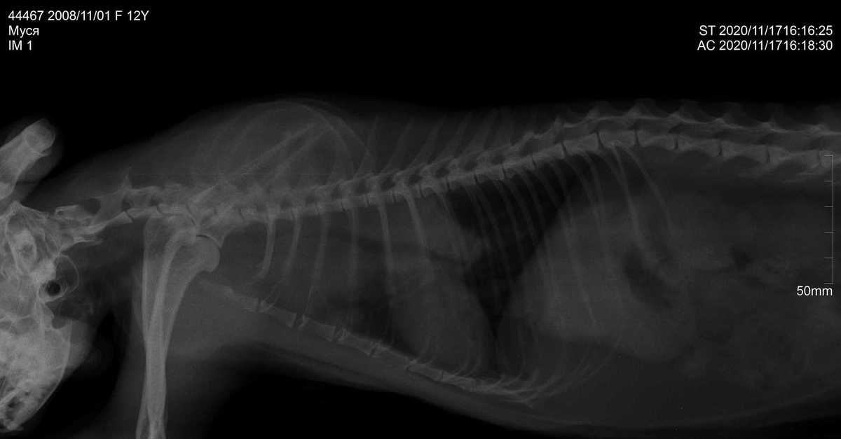 Опухоль молочной железы у кошки: симптомы, диагноз и лечение