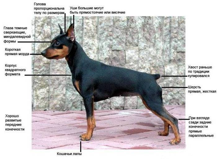 Описание породы собак немецкий пинчер с отзывами владельцев