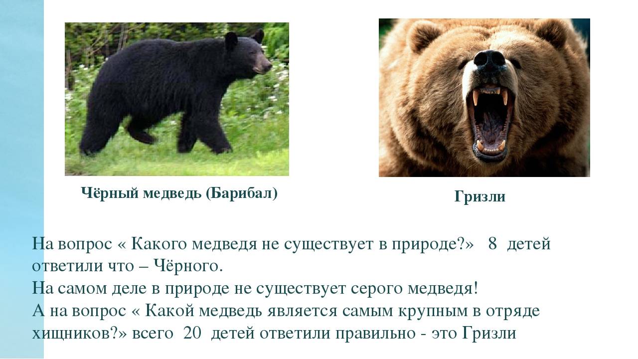 Бурый медведь. описание, виды и образ жизни бурых медведей
