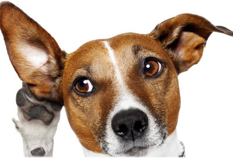 Почему собаки наклоняют голову в бок