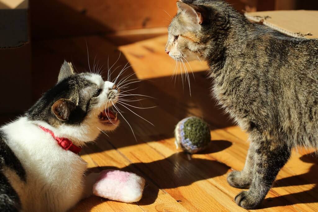 Кот стал агрессивным, нападает на хозяйку: почему кошка шипит, кидается, кусает хозяев без причины?