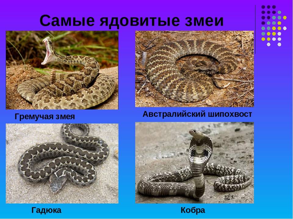 Змеи подмосковья, описание и фото