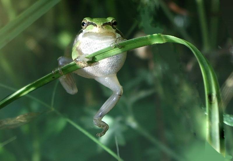 Лягушка и жаба: это земноводные или пресмыкающиеся?