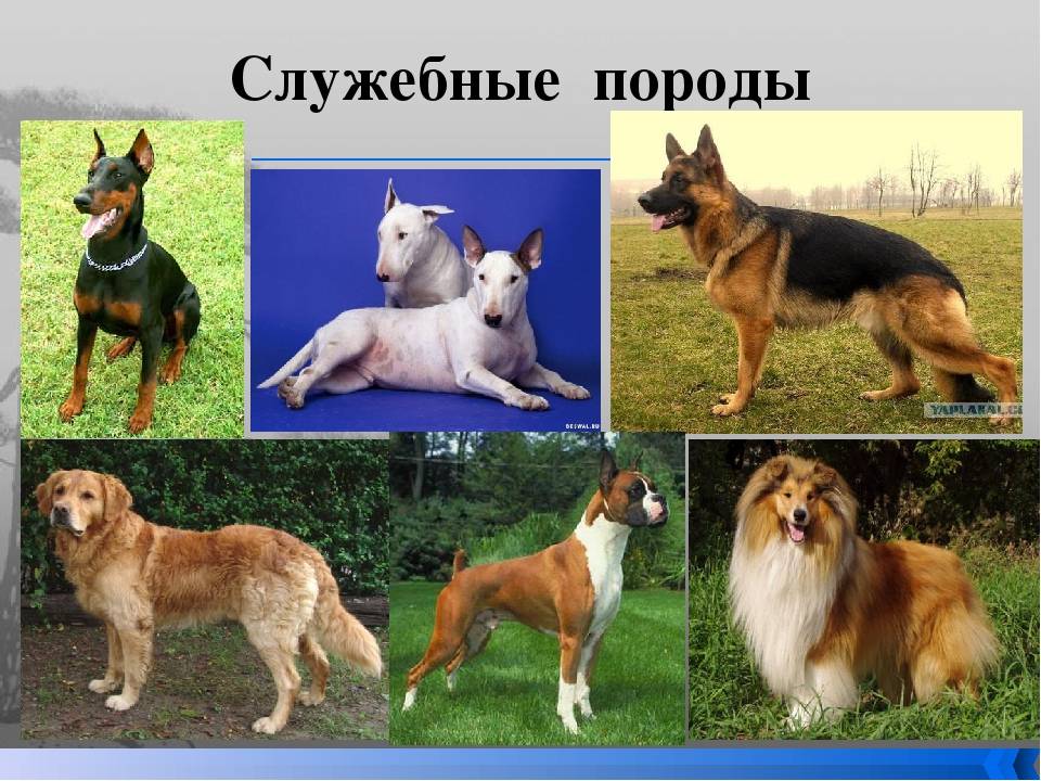 Русские собаки
