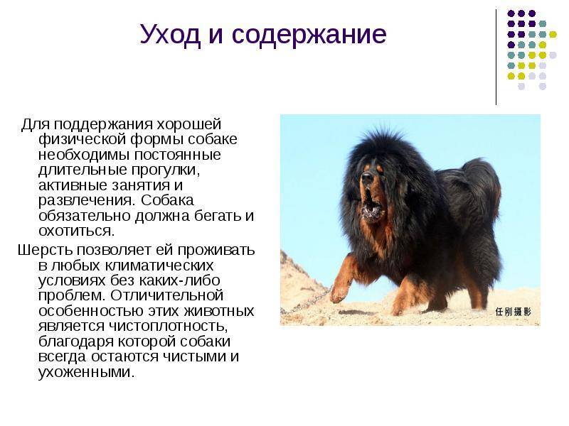 Обзор породы собак английский мастиф: характеристика, уход, отзывы и фото