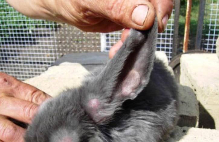 Ушной клещ у кроликов — причины, симптомы и лечение