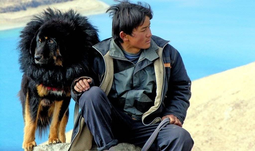 Тибетский мастиф: характеристика породы
тибетский мастиф: характеристика породы
