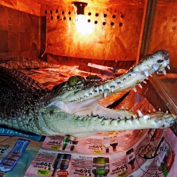 К чему снятся крокодилы маленькие и большие в воде и дома