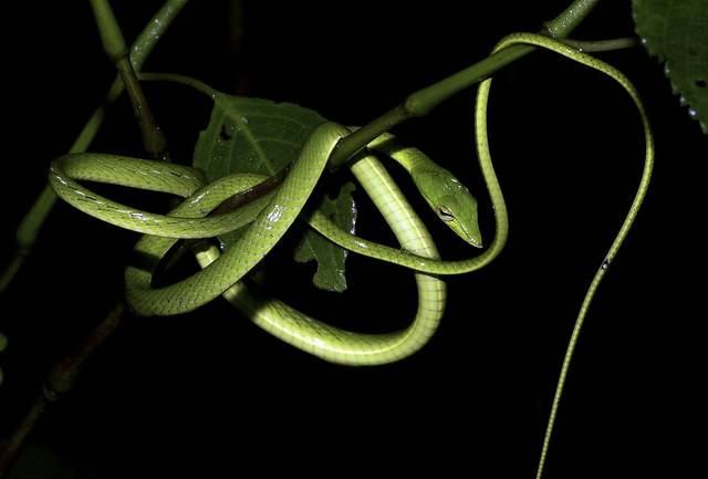 Самые удивительные и красивые змеи планеты :: вы очевидец ::