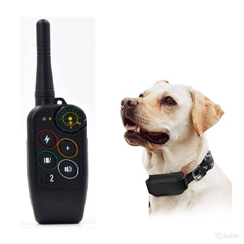 Электронный ошейник для дрессировки собак: с пультом, электроошейник шокер, отзывы на электрический гаджет, с помощью которого вы сможете предотвратить трагедию
