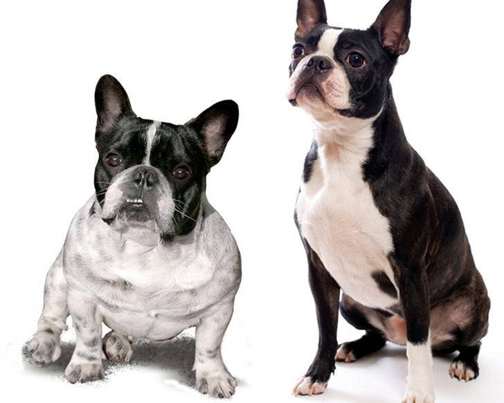 Бостон-терьер: фото, цена и описание породы собак
бостон-терьер: фото, цена и описание породы собак